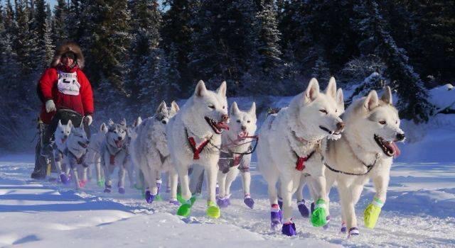 Yukon Quest 2015 Start